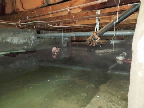 Best Water damage restoration process  in Tower Lakes, IL